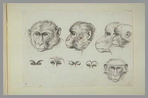 Cinq études de têtes de singes et quatre paires d'yeux de singes, image 2/2
