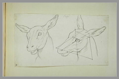 Deux têtes de biche, image 2/2