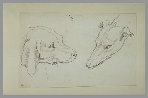 Deux têtes de chiens de races différentes, de profil, image 2/2
