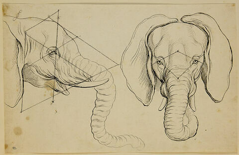 Deux têtes d'éléphant, l'une de profil et l'autre de face