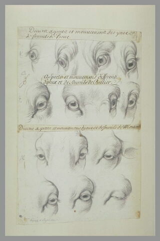 Etudes d'yeux et de sourcils du bouc, du bélier et du mouton, image 2/4