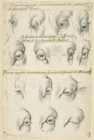 Etudes d'yeux et de sourcils du bouc, du bélier et du mouton, image 4/4