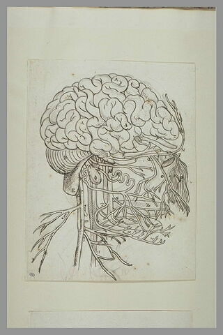 Cerveau, cervelet et nerfs crâniens de l'homme vus de côté, image 2/2