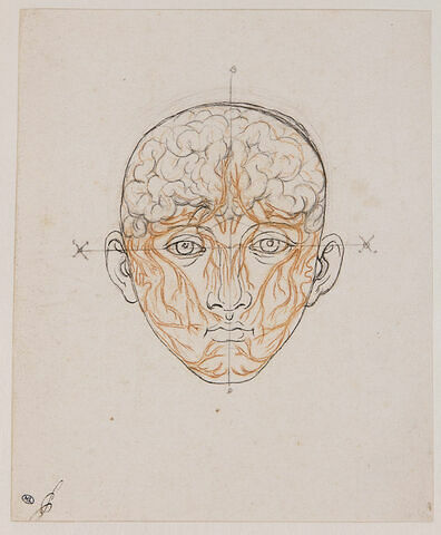 Etude du système nerveux de la tête de l'homme