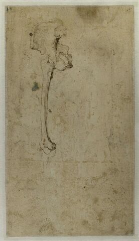 Etude d'ossements : fémur, tibia et bassin droit, image 3/3