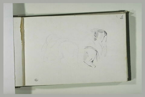 Etudes de selle et du postérieur d'un équidé, image 2/2