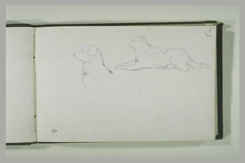 Deux études d'un chien, image 2/2