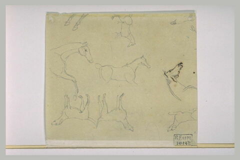 Croquis de chevaux et de chiens, image 1/1