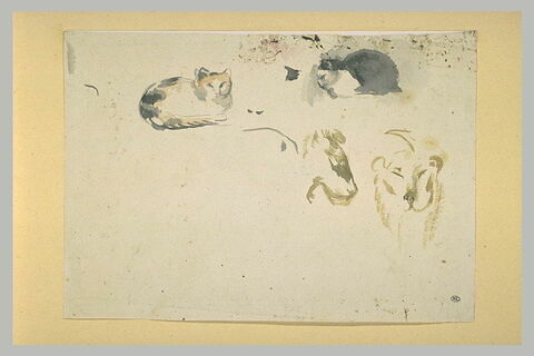 Deux études de chat et deux têtes de lion, image 1/1