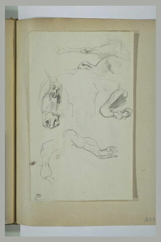 Tête et jambes de cheval, image 1/1