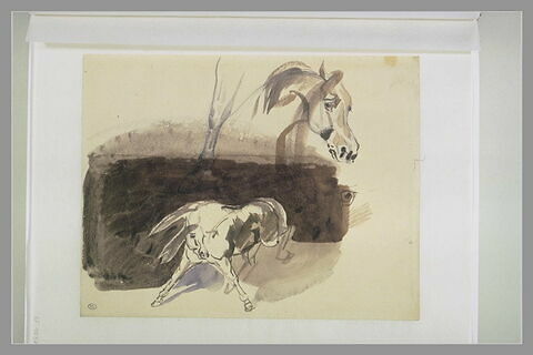 Jambe et tête de cheval et cheval ruant, image 1/1