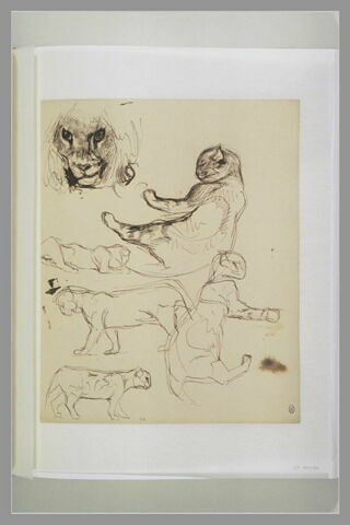 Etudes d'une tête de lion et de chats, image 1/1