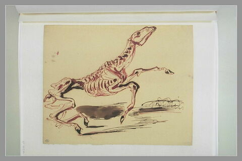 Squelette de cheval, image 2/2