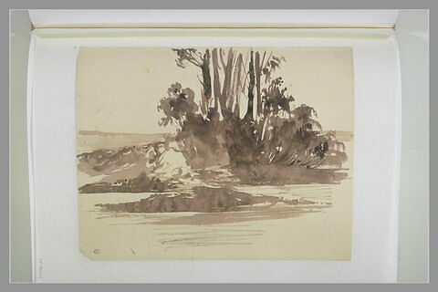 Bouquet d'arbres au bord de l'eau, image 1/1