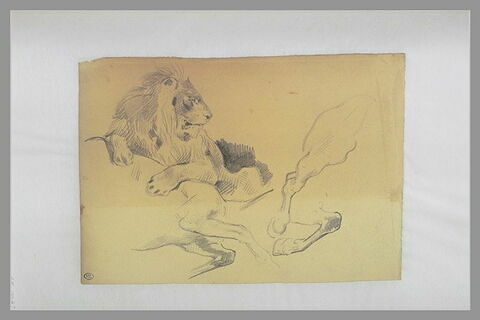 Lion sur un cadavre de cheval, image 1/1
