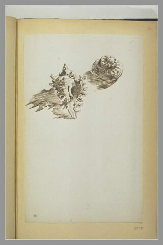 Deux études de coquillages, image 1/1