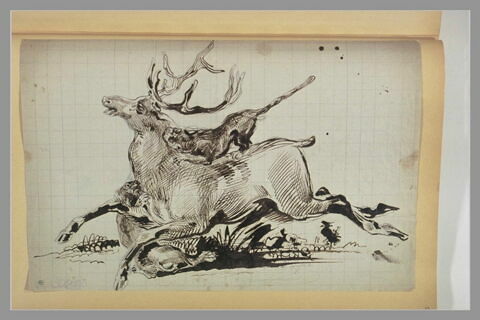 Cerf mordu par deux chiens, image 1/1