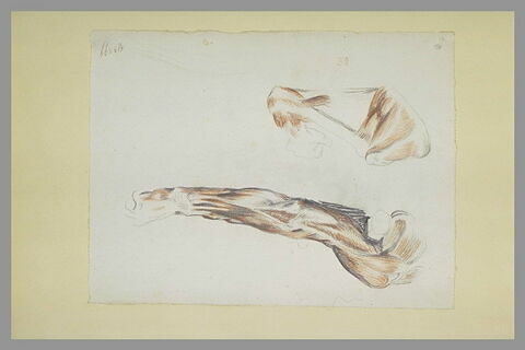 Deux études des muscles du bras, replié et étendu, image 1/1