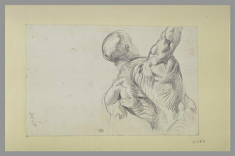 Torse d'écorché de dos, bras levé, image 2/2