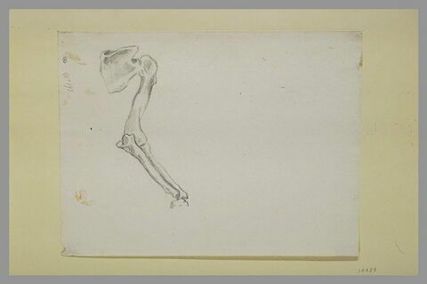 Humérus et bras de squelette, image 1/1