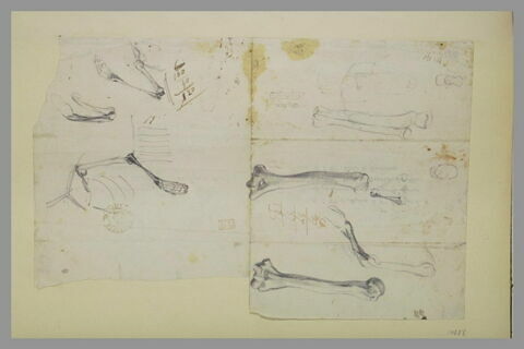 Etudes d'après squelette, croquis de tête, image 1/2