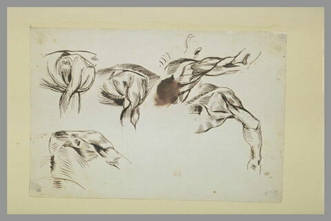 Etudes de bras d'écorché avec partie du torse, image 1/1