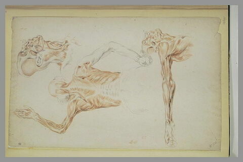 Trois études d'écorché, image 1/1