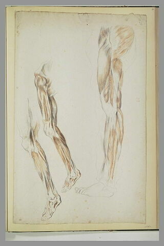 Trois études de jambes d'écorché, image 1/1