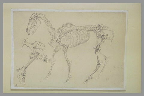 Os du bassin avec fémur attenant, d'un squelette de cheval, image 1/1