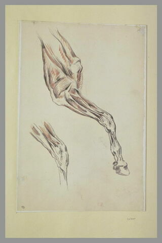 Jambe de cheval écorché avec partie de poitrail et étude du genou, image 1/1