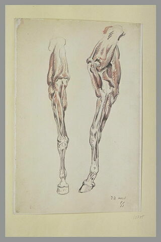 Deux études de jambe de cheval écorché, image 1/1