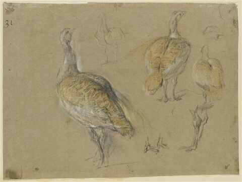 Etudes de pintades, image 1/2