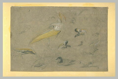 Etudes d'oiseaux aquatiques dont un pélican, image 2/2