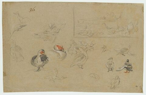 Etudes de canards, image 1/2