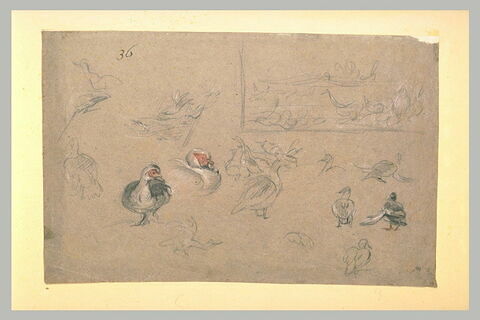 Etudes de canards, image 2/2
