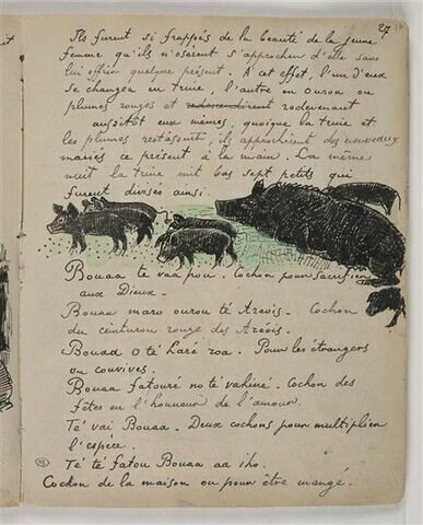 Textes en français et tahitien, illustration mahorie : troupeau de cochons
