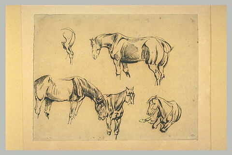 Cinq études de chevaux, image 1/1