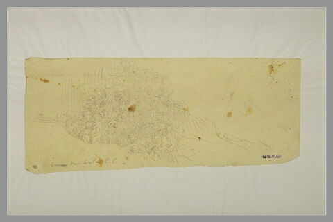 Feuillage : touffe de sureau, image 1/1