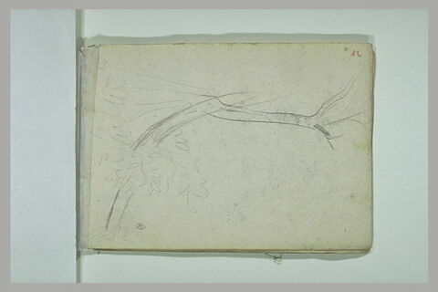 Croquis d'arbre, image 1/1