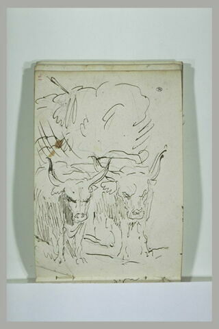 Deux boeufs attelés vus de face, image 1/1