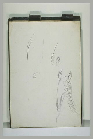 Naseaux et encolure de cheval, image 1/1