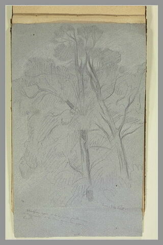 Arbres dans le jardin de la Villa d'Este, à Tivoli, image 1/1