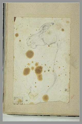 Tête de cheval, image 1/1