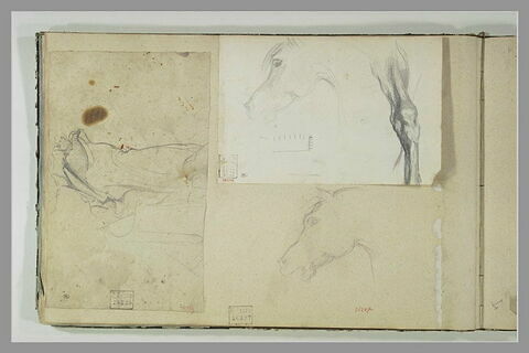 Tête de cheval, image 1/1