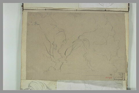 Etudes d'arbres, image 1/1