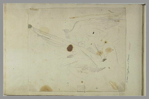 Deux études d'ailes d'anges
