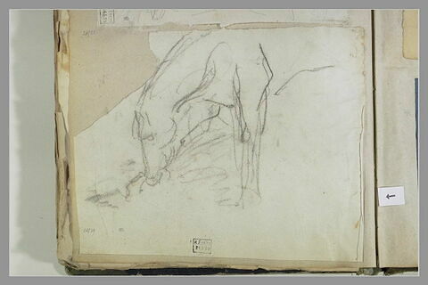 Cheval buvant, de profil à gauche, image 1/1