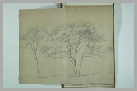 Papigno : arbres