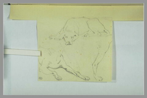 Pattes avant et poitrail d'un chien couché ; chien couché ; patte, image 1/1