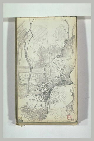 Paysage d'arbres et broussailles à Capri, image 1/1
